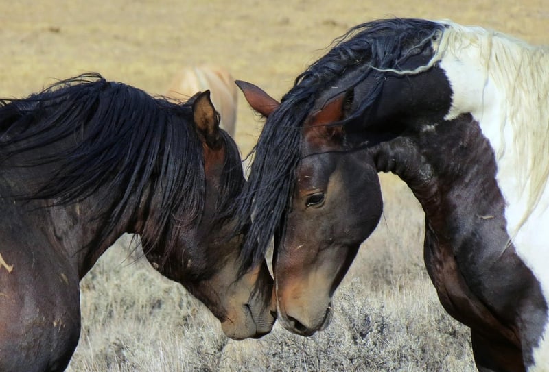 Roam the Wild West